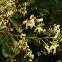 Archidendron bigeminum (L.) I.C.Nielsen
